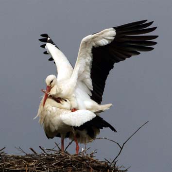 Coppia di cicogne sul nido